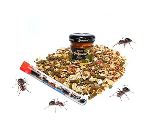 1 Tube of Live Ant Farm Ants Plus Ant Food and Honey Treat: Ant Farm Kit Refill