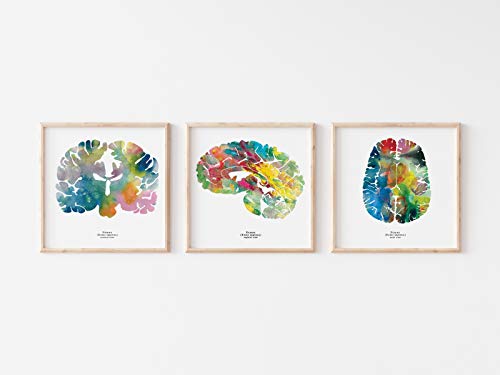 Modern Psychology Wall Art - The Human Brain Anatomy - Inspirational Mental Health Gift + Medical Student Gift - Neuroscience Wall Art - 12" x 12" Brain Art Print Set of 3 - Colorful Neuroscience, Neurology, and Psychology Artwork - Psychology