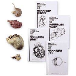Nasco Sheep Organ Set - Dissection & Science Education Materials - LS03140