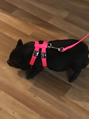 Adjustable Hog (PIG) Harness Metal Front And Back Buckle Easy Fit Mini To Oh MY (Small 17 to 24", Pink)