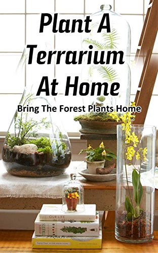Plant a Terrarium at Home: Bring the Forest Plants Home