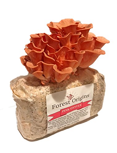 Book Cover Forest Origins Pink Oyster Mushroom Grow Kit, Beginner Friendly & Easy to Use, Grows in 10 Days | Handmade in California, USA | Top Gardening Gift, Holiday Gift & Unique Gift