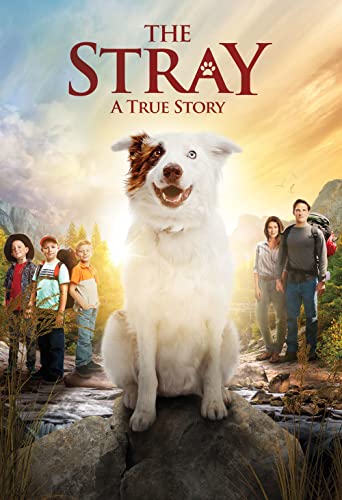 Book Cover The Stray [DVD]