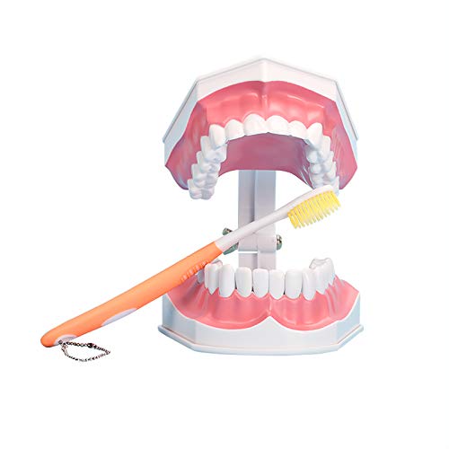 Book Cover Large Dental Teeth Model,YOUYA DENTAL Teaching Study Brushing Tooth Model Tools with Toothbrush & Removable Lower Teeth for Kids Oral Care Teaching