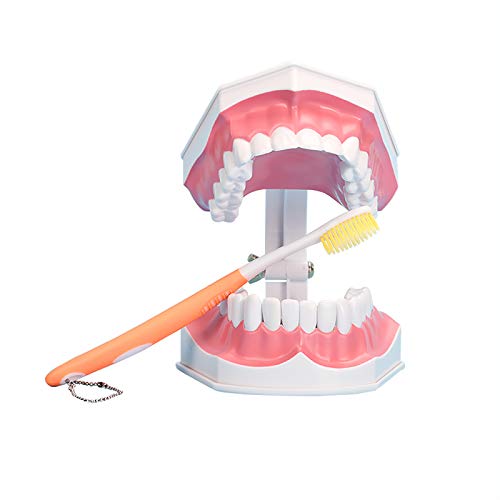 Large Dental Teeth Model,YOUYA DENTAL Teaching Study Brushing Tooth Model Tools with Toothbrush & Removable Lower Teeth for Kids Oral Care Teaching