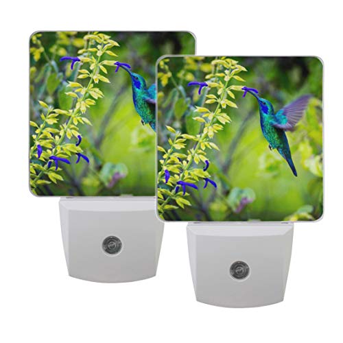 Book Cover Naanle Set of 2 Beautiful Green Violet Ear Hummingbird Feeding Floral Flower On Fuzzy Green Woodland Auto Sensor LED Dusk to Dawn Night Light Plug in Indoor for Adults