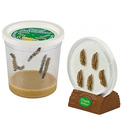 Book Cover Insect Lore Cup of Caterpillars with Deluxe Chrysalis Station Live Habitat Kit Refill