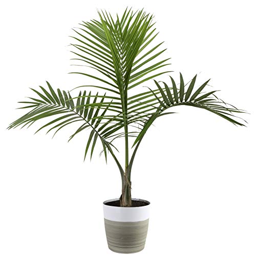 Costa Farms Majesty Palm Tree, Live Indoor Plant, 3 to 4-Feet Tall, Ships with DÃ©cor Planter, Fresh From Our Farm, Excellent Gift or Home DÃ©cor