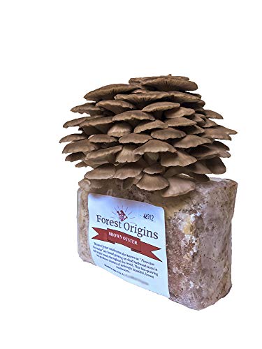 Brown Oyster Mushroom Growing Kit - All in One Indoor Grow Kit - Grow Edible Mushroom in Your Home - Top Gardening Gift, Holiday Gift, Unique Gift, Mother's Day Gift, Birthday Gift, Fathers Day Gift