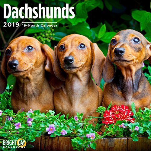 2020 Dachshunds 16 Month 12 x 12 Wall Calendar by Bright Day Calendars (Dachshunds 2019)