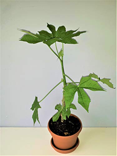 4 Chaya cuttings Spinach Tree from southwest Florida