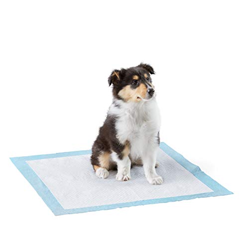 Amazon Basics Dog and Puppy Pee Pads with Leak-Proof Quick-Dry Design for Potty Training, Heavy Duty Absorbency, Regular Size, 24 x 23 Inches - Pack of 50