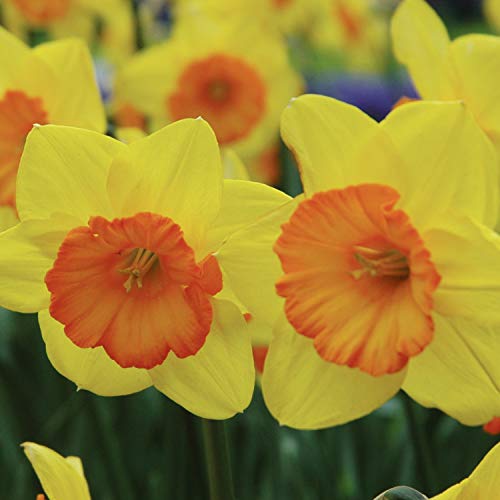 Burpee Smilling Maestro Daffodil | 10 Large Flowering Fall Bulbs for Planting, Yellow & Orange