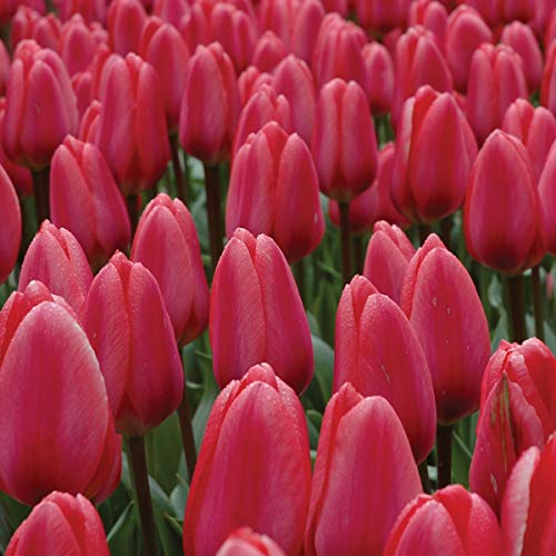 Burpee Cosmopolitan Tulip | 10 Large Flowering Fall Bulbs for Planting, Light Pink
