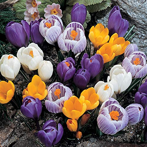 Burpee Giant Crocus Mix | 12 Large Flowering Fall Bulbs for Planting, Multiple Colors
