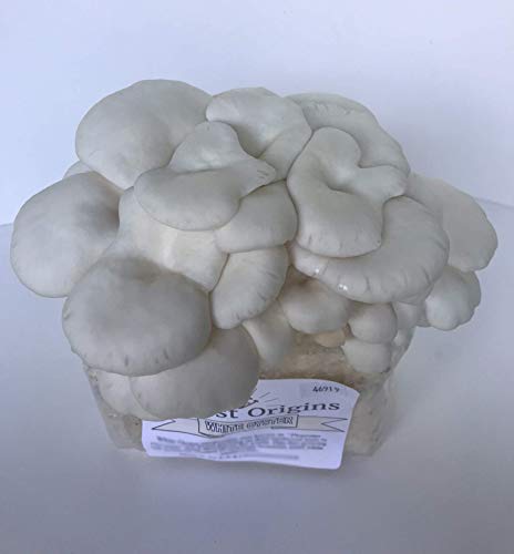 Book Cover White Oyster Mushroom Farm- All in One Indoor Growing Kit- Top Gardening Gift, Holiday Gift, Unique Gift