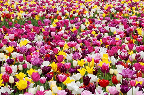 Extra Large Bulb Size - 50 Dutch Grown Tulip Bulbs - Mid-Spring Flowering - Fall Planting - Darwin Hybrid - Mixed Colors