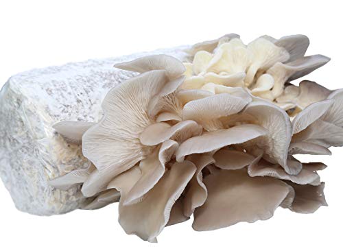 Book Cover Oyster Mushroom Growing Kit Log Organic Non-GMO 3 lbs Log by Dave Mushroom farm - Grow Your own Delicious Organic Oyster Mushrooms at Home