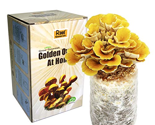 Book Cover Root Mushroom Farm—Golden Oyster Mushroom Grow Kit