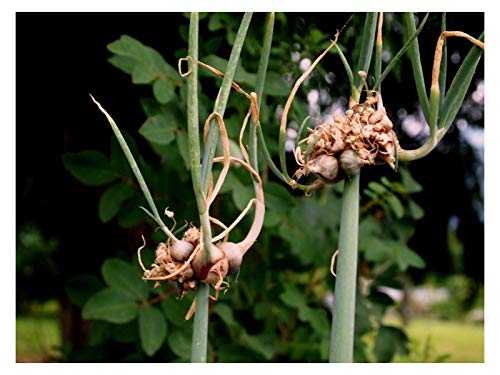 70 Seeds Egyptian Onion Allium cepa viviparum""