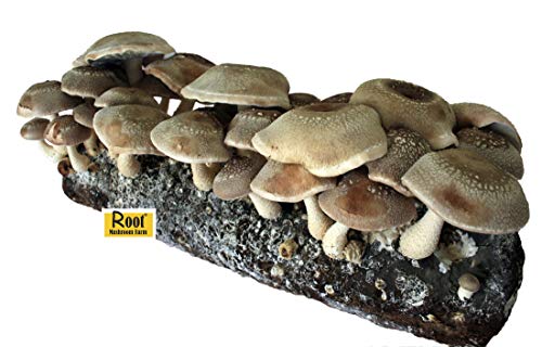 Book Cover Root Mushroom Farm- Shiitake Mushroom Growing Kit-Starting Right Away-New Launched