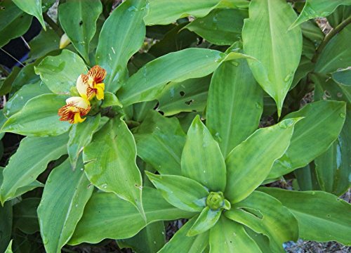 Rare Insulin Plant Costus igneus Ayurvedic Medicine (1 Bare Root Plant)