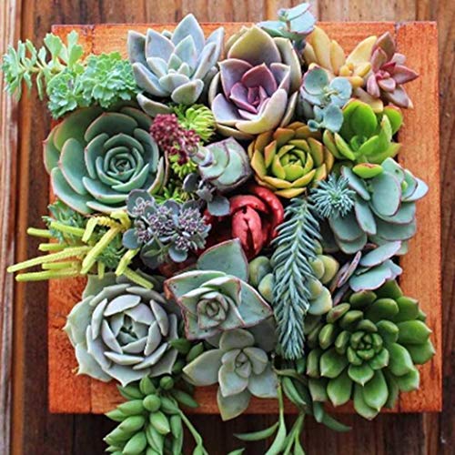 Legros8 Perennial Bonsai Mini Succulents Seeds Bonsai Plant Seeds Cacti & Succulents