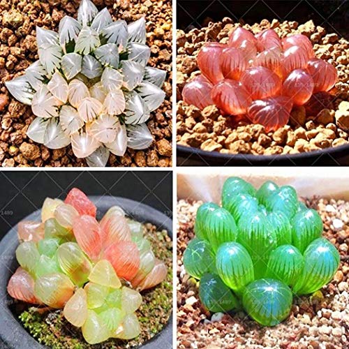 MYEDO 500 Pcs Rare Crystal Clear Beauty Succulents Seeds Perennial Tropics Potted Ornamental Lithops Haworthia Seed Bonsai