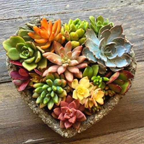 Legros8 Perennial Bonsai Mini Succulents Seeds Bonsai Plant Seeds Cacti & Succulents