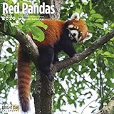 2020 Red Pandas Wall Calendars by Bright Day Calendars 16 Month Wall Calendar 12 x 12 Inches