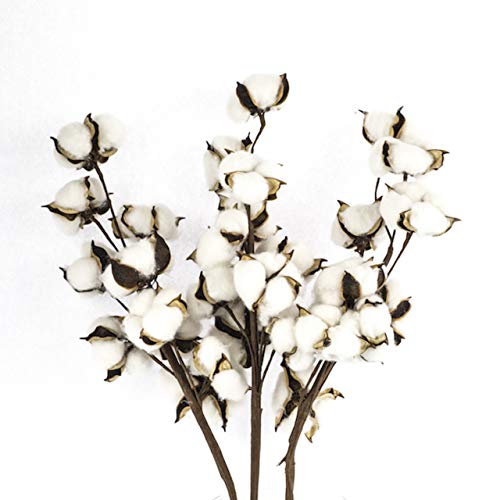 Antea Decor Cotton Stems 6 Pack - Rustic Cotton Flowers - Perfect for Farmhouse Spring Decor - 10 Balls Per Stem - 21 Inches