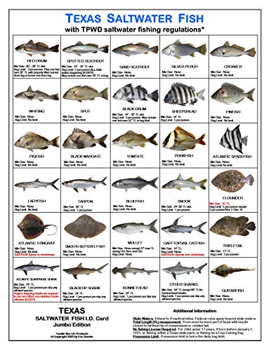 Texas Saltwater Fish Identification Card Set - Three Waterproof Cards Showing 60 Common Fish and 17 Sharks in True-to-Life Photographs with Current 2020-2021 TPWD Rules and Additional Information.