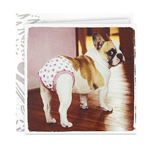Hallmark Good Mail Funny Birthday Card (Cute French Bulldog)