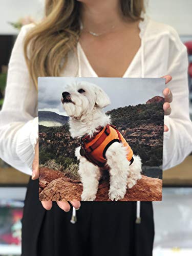 PORTRILUX Custom Modern Metal Prints - High Gloss, Made on a 1/16" Gallery Aluminum Sheet and Comes with Ready to Hang Back Mount (10X10)