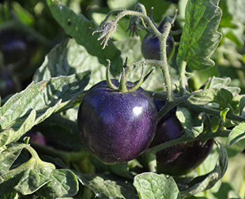 Book Cover Purple Tomato Seeds 20 PCS Garden Bonsai Seeds Vegetables Annual Temperate
