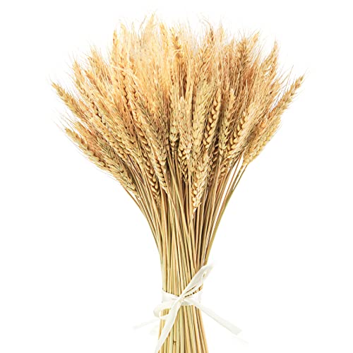 Uieke 17.7 Inches Dried Wheat Stalks, Dried Flowers 100% Natural Wheat for Home Kitchen Wedding Party Table Centerpiece Harvest Wreath Boho Farmhouse DIY Decoration