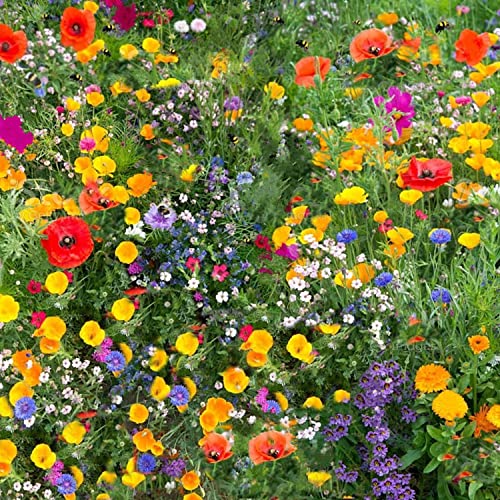 Wildflower Seeds More Than 21 Pure Seeds Scented NO Grass Bee Butterfly Mix Meadow Garden UK Seed (5 Square Meter)