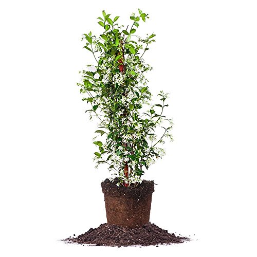 Perfect Plants Confederate Jasmine Live Plant