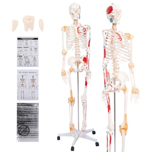 70.8'' Human Skeleton Model with Muscle Insertion, Joint Ligaments & Science Education Charts & Posters ,Life Size Posable Anatomy Skeleton Medical Skeleton + Stand Anatomy and Physiology Study Tools